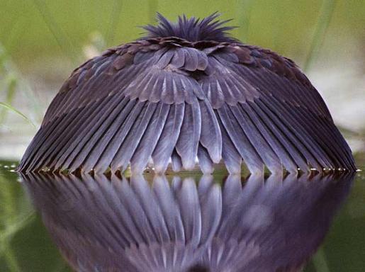 La nature nous étonne (3)