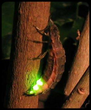 La nature nous étonne (3)