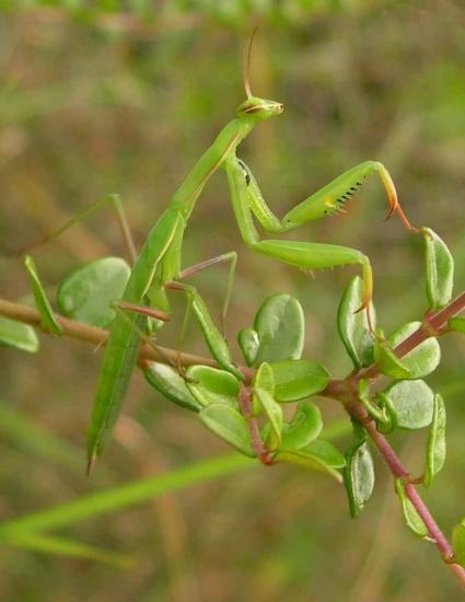 La nature nous étonne (3)