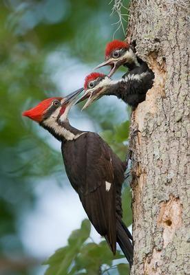 La nature nous étonne (3)
