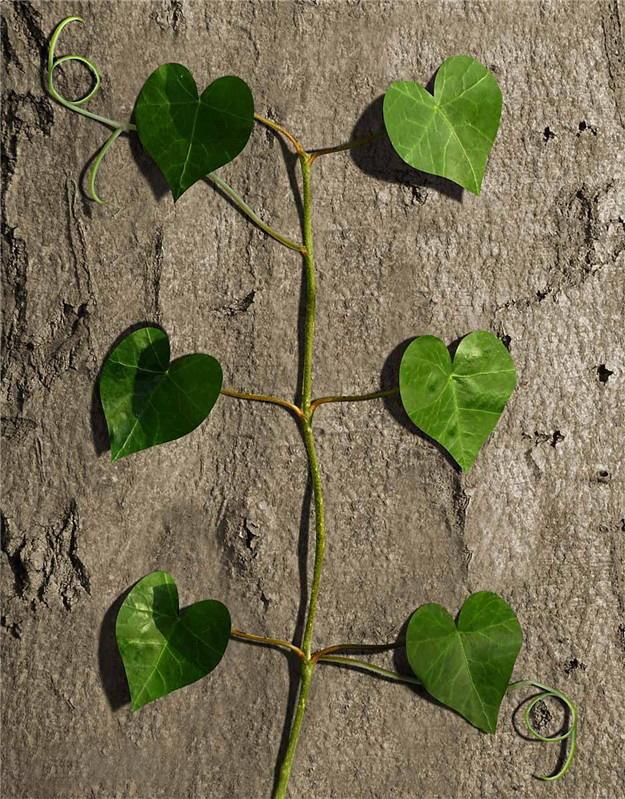 La nature nous étonne (2)