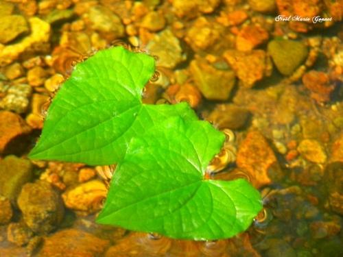 La nature nous étonne (2)