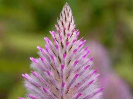 La nature nous étonne (2)