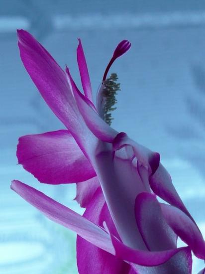 La nature nous étonne (2)