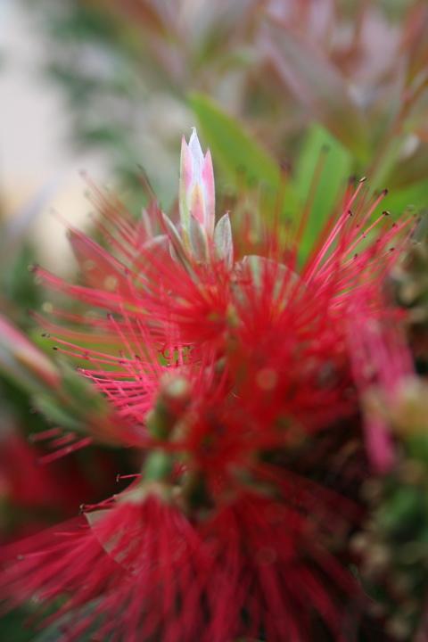 La nature nous étonne (2)