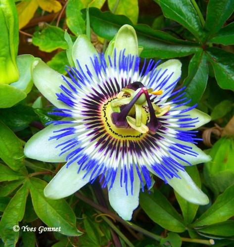 La nature nous étonne (2)