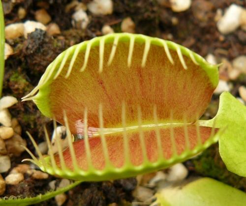 La nature nous étonne (2)
