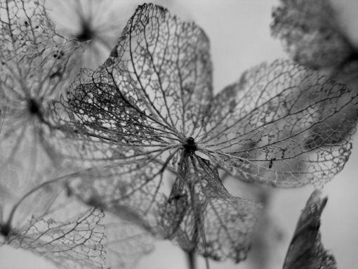 La nature nous étonne (2)