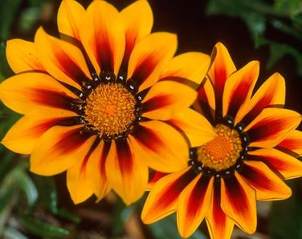 La nature nous étonne (2)