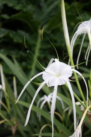 La nature nous étonne (2)
