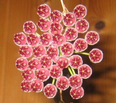 La nature nous étonne (2)