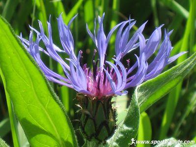 La nature nous étonne (2)