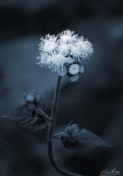 La nature nous étonne (2)