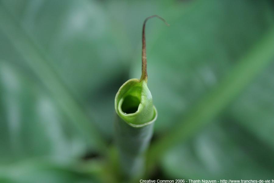 La nature nous étonne (2)