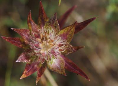 La nature nous étonne (2)