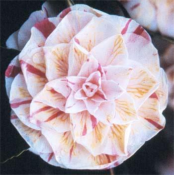 La nature nous étonne (2)