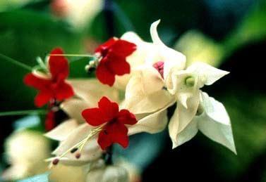 La nature nous étonne (2)