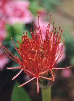 La nature nous étonne (2)