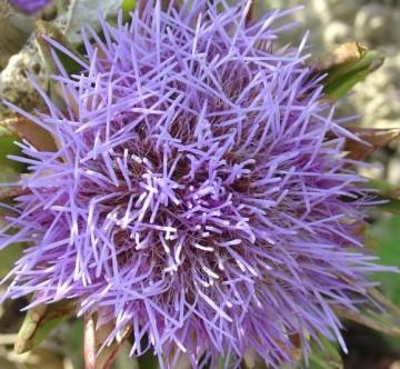 La nature nous étonne (2)