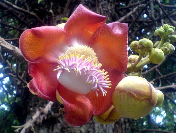 La nature nous étonne (2)