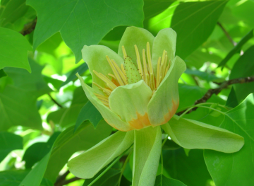 La nature nous étonne (2)