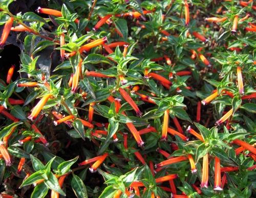 La nature nous étonne (2)