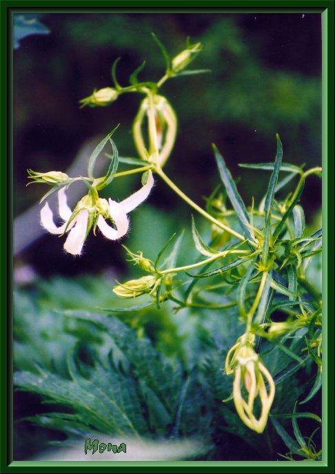La nature nous étonne (2)
