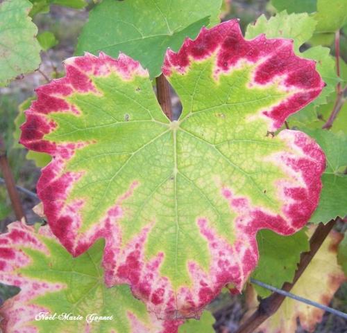 La nature nous étonne (2)