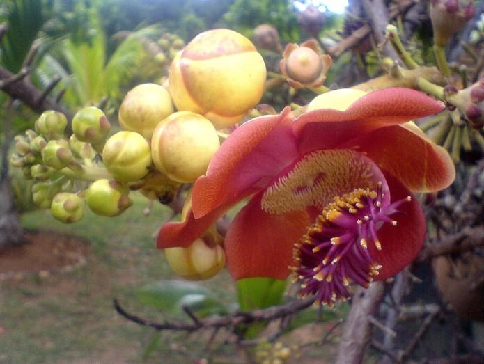 La nature nous étonne (2)