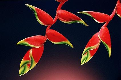 La nature nous étonne (2)