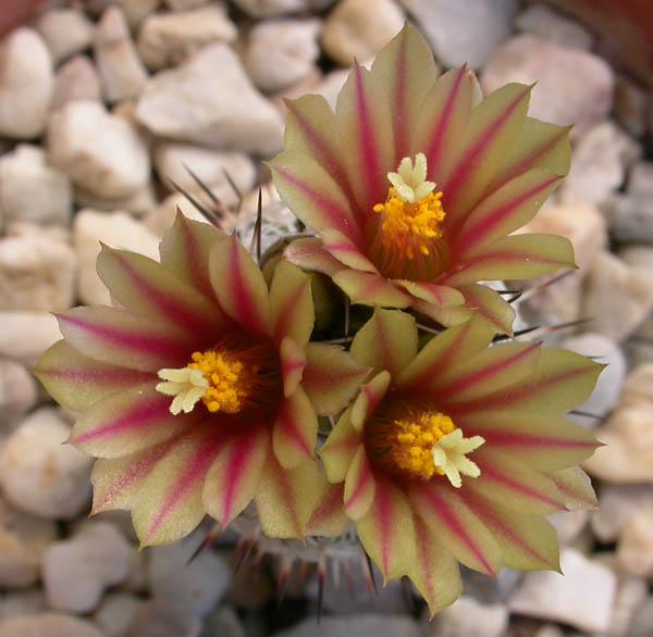 La nature nous étonne (2)