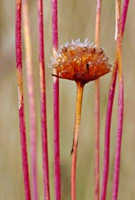 La nature nous étonne (2)