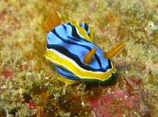 L’image sous-marine Nouvelle-Calédonie