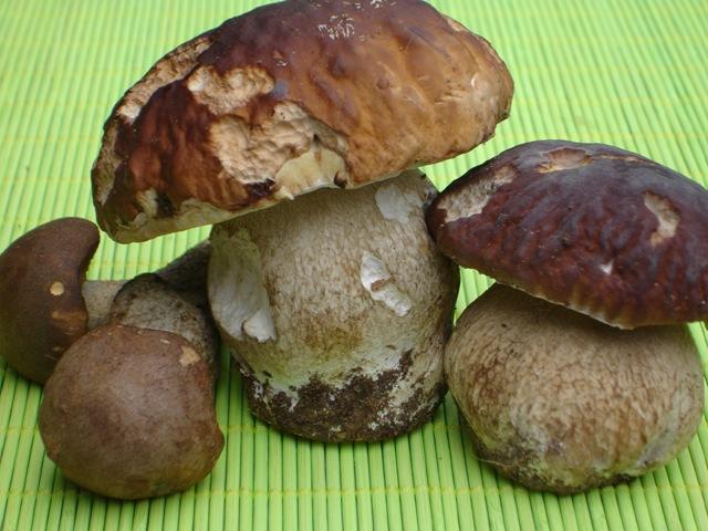 La saison des champignons