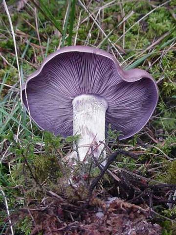 La saison des champignons