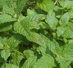 menthe1