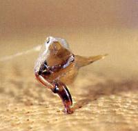 dard d'abeille planté dans la peau