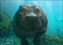 L'HIPPOPOTAME