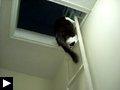 3 Videos: les chats acrobates ( echelle - porte - backflip )