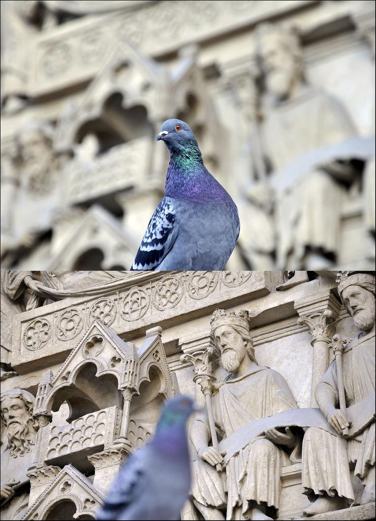 Notre Dame de Paris - Pigeon (204-5)
