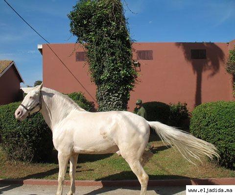 Quelques nouvelles du Maroc et Blog Nicole