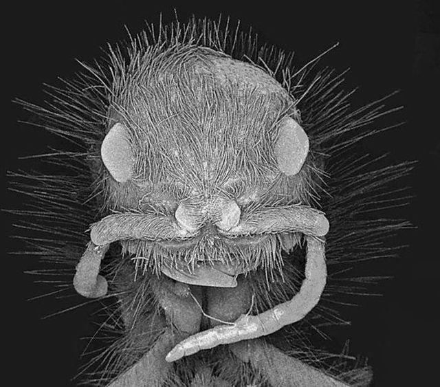 Le monde microscopique