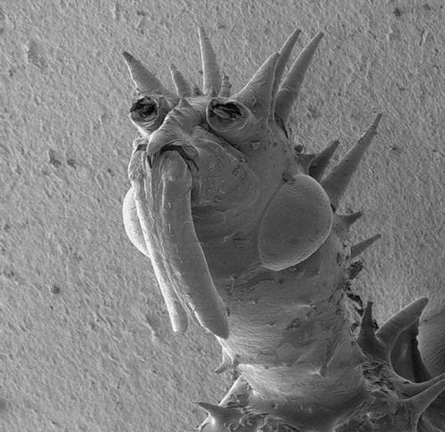 Le monde microscopique