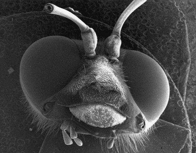 Le monde microscopique