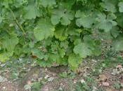 coup chaud jette froid