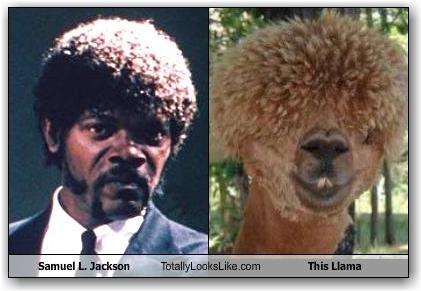 samuel-l-jackson-totally-looks-like-this-llama