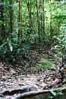Sentier dans la jungle de Bukit Timah