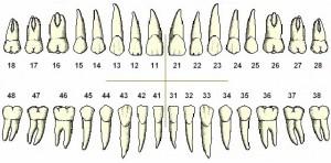 23 ans et toutes mes dents