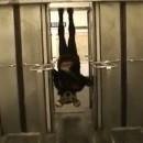 Chauve Souris (Rémi Gaillard)