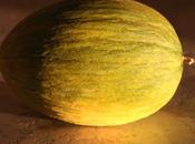 Melon (dernier) métulon
